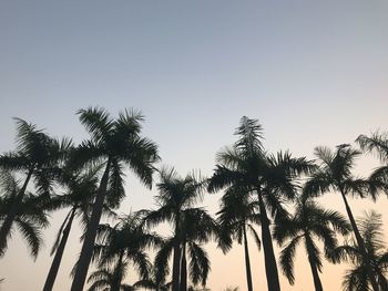 Low angle view of coconut palm trees against clear sky