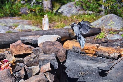 Gray jay perisoreus canadensis bird widespread coniferous forests of north america stealing food