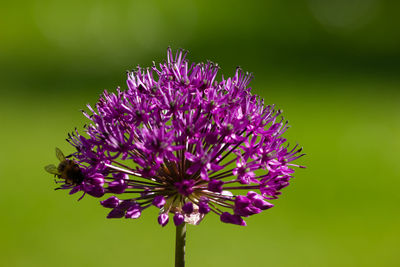 Close-up of bee pollinating on purple flower