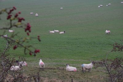 Sheep grazing in a field