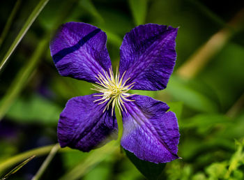 Close-up of purple iris