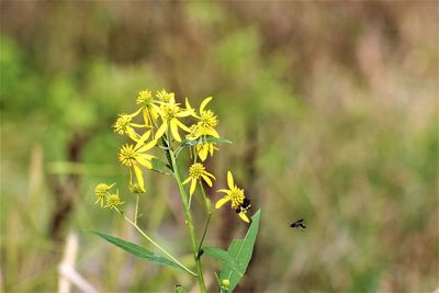 Close-up of insect on yellow flower