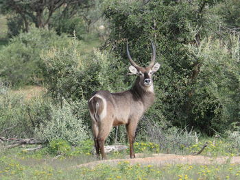 Portrait of deer standing in forest