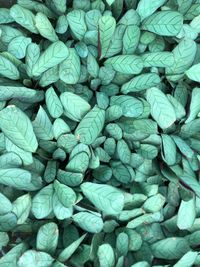 Full frame shot of green leaves