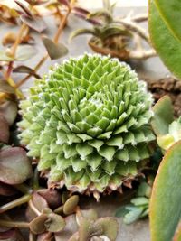 Close-up of succulent plant