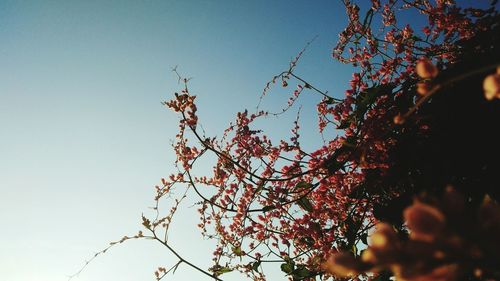 Low angle view of flowers against clear sky