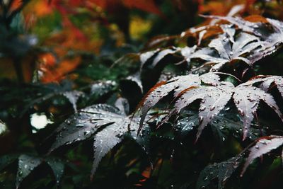 Close-up of wet leaves