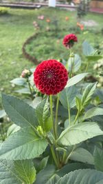 plant