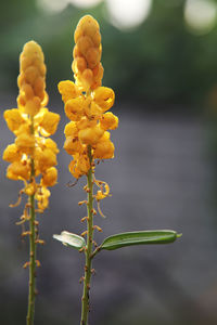 Close-up of yellow flowering plant