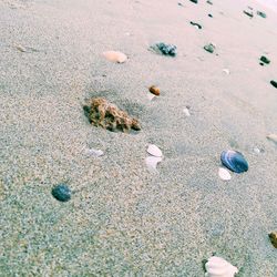 High angle view of shells on sand