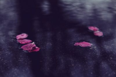 Close-up of pink flower