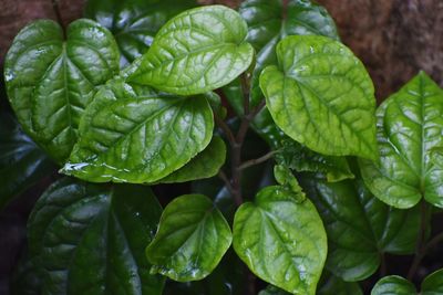 Close-up of green leaves