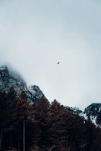 Bird flying over mountain against sky