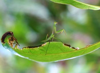 Close-up of insect on leaf