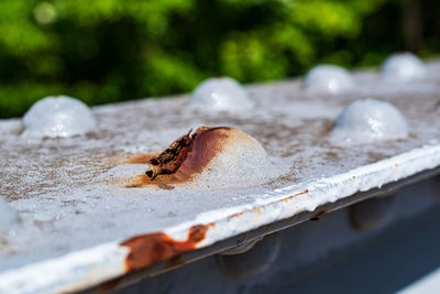 Close-up of insect on rusty metal