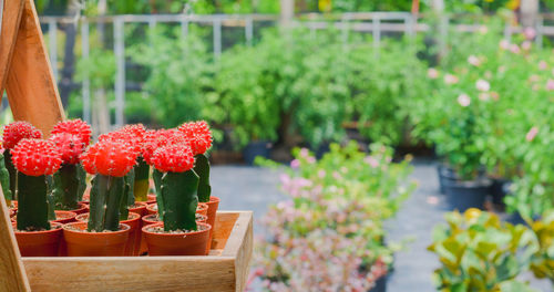 Group of variety of red cactus in wooden tray at flower shop with blurry green background.
