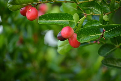 Close-up of red berries growing on tree