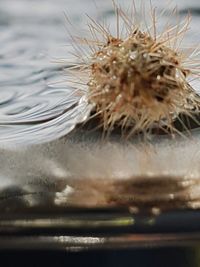 Close-up of jellyfish in water