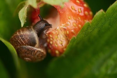 Close-up of snail on leaf