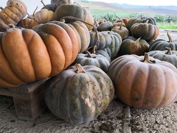 Pumpkins on field