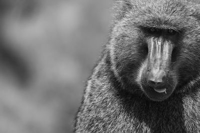 Close-up of a monkey
