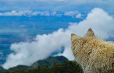 Close-up of an animal against mountain