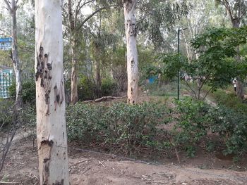 Trees on field in forest