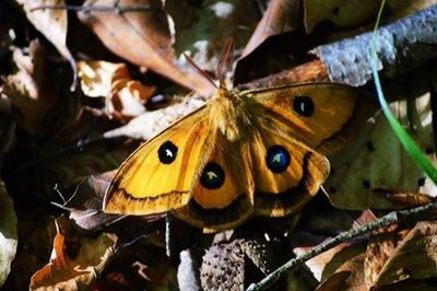 Close-up of butterfly on leaf