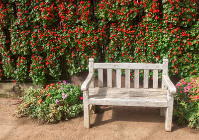 Empty bench by plants in park