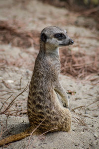 Close-up of an animal on land