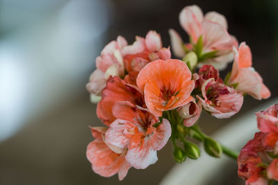 Close-up of pink flowers