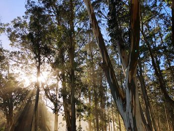 Low angle view of trees in forest