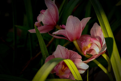 Close-up of pink lily flowers