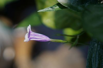 Close-up of purple flowering plant