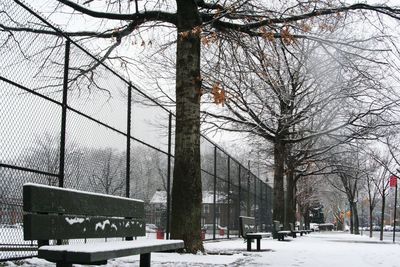 Snow covered trees in park