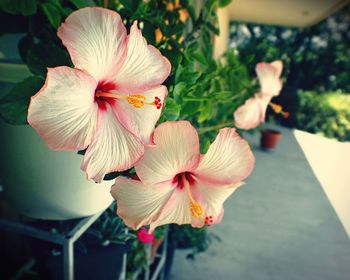 Close-up of pink orchid blooming outdoors