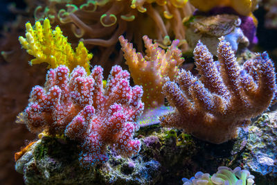 Close-up of coral in sea