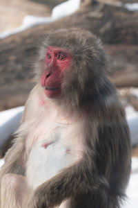 Close-up portrait of a monkey