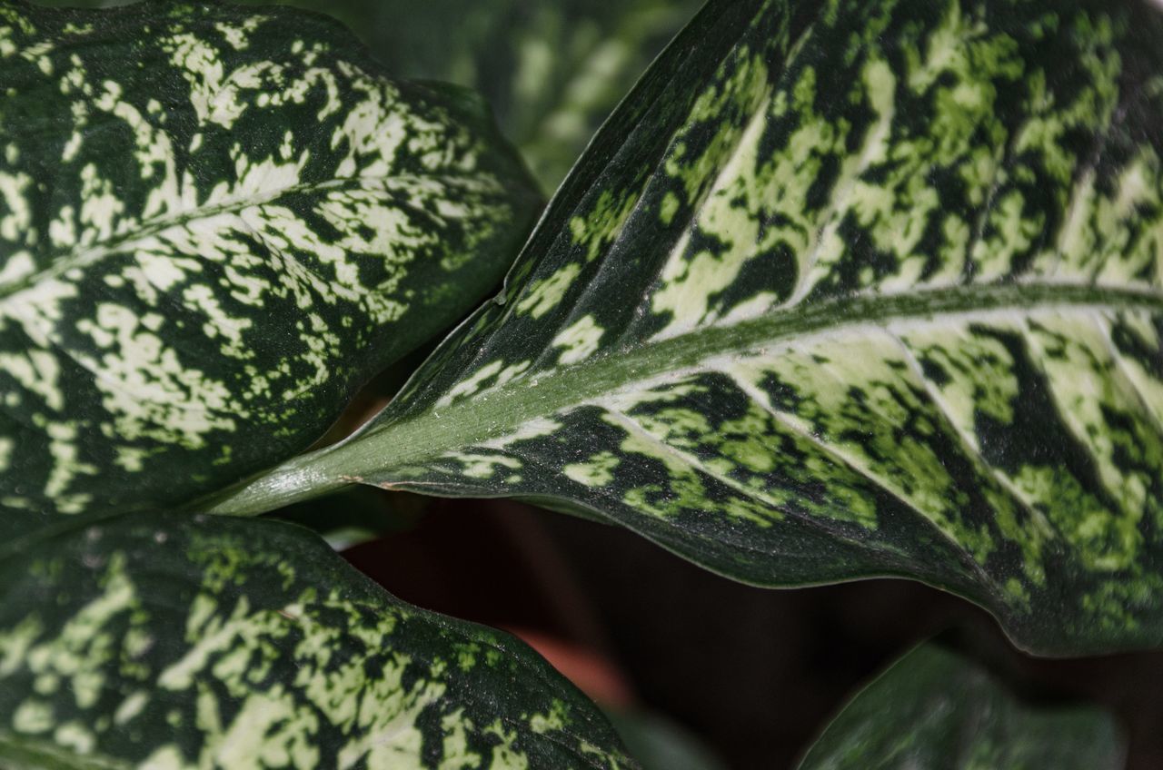 CLOSE-UP OF LEAF