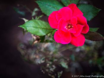 Close-up of flower blooming outdoors