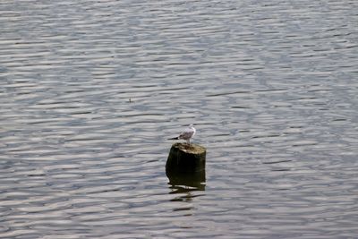 View of birds in water