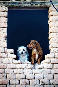 Portrait of dogs looking  out from stone house window