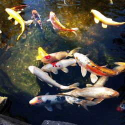 View of koi fish in pond
