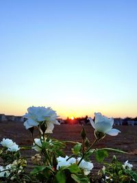Close-up of white flowering plants against blue sky during sunset