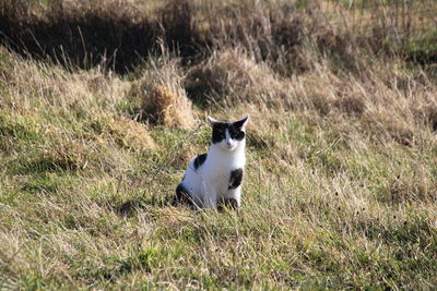 Cat lying on grass