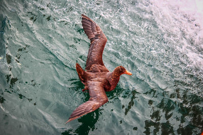 High angle view of turtle in sea