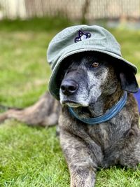 Close-up of dog wearing hat