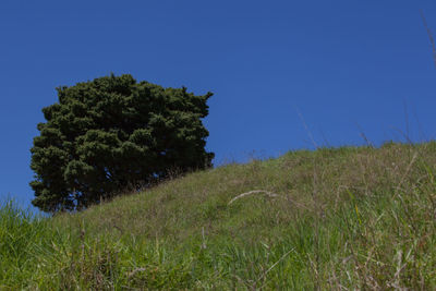 Scenic view of grassy field against blue sky