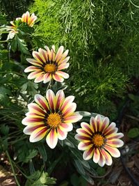High angle view of flowering plants in park