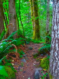 Trees in forest